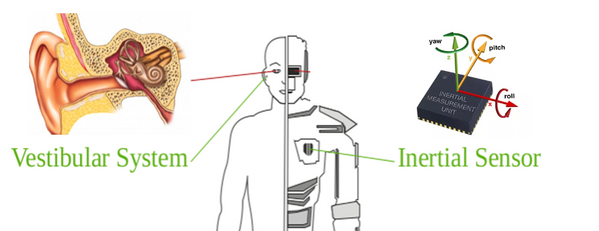A comparison of human vestibular system and robot inertial sensor.  