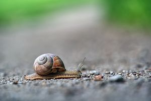 A snail is moving on the ground.